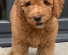 Goldendoodle