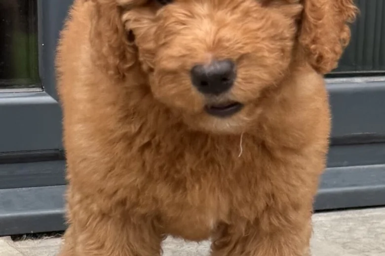 Goldendoodle