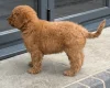 Goldendoodle