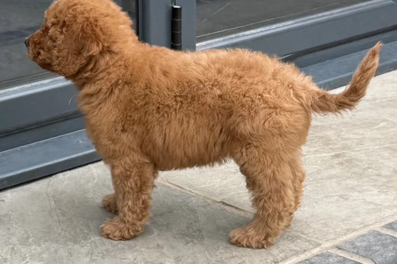 Goldendoodle