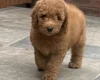 Goldendoodle