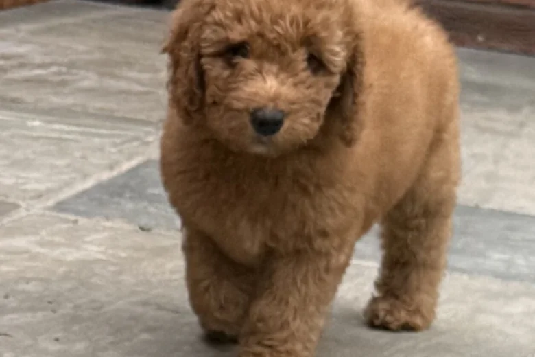 Goldendoodle