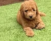 Goldendoodle