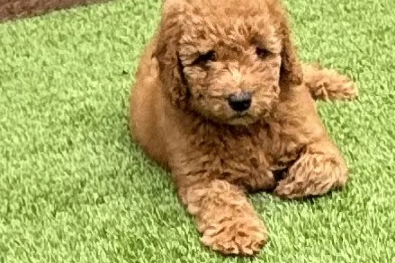 Goldendoodle