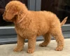 Goldendoodle