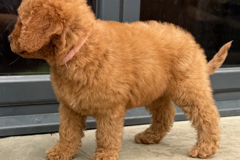 Goldendoodle