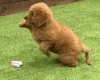 Goldendoodle