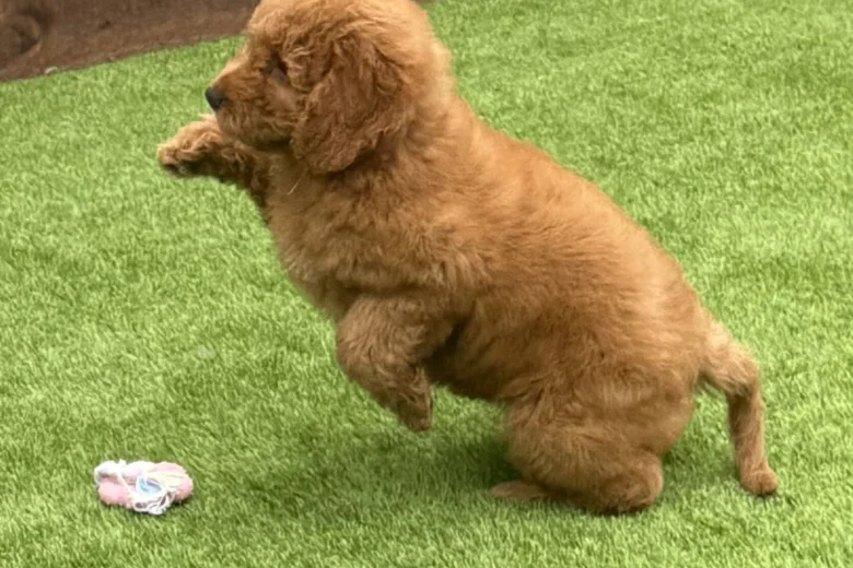 Goldendoodle