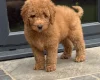 Goldendoodle