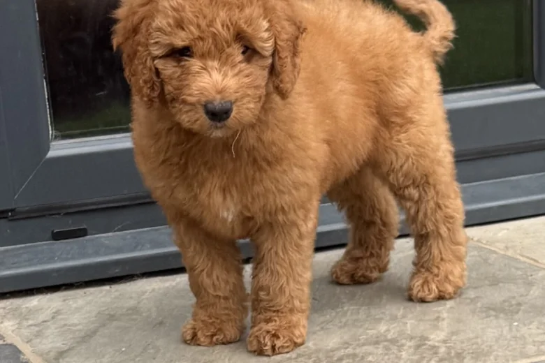 Goldendoodle