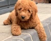 Goldendoodle