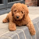 Goldendoodle