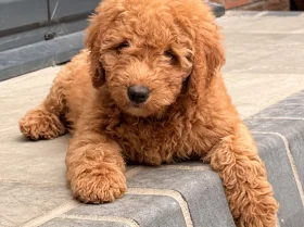 Goldendoodle