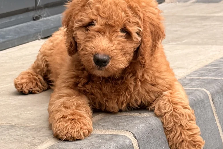 Goldendoodle