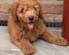 Goldendoodle