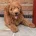 Goldendoodle