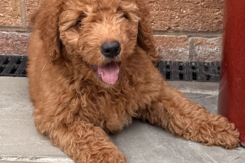 Goldendoodle
