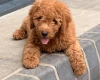 Goldendoodle
