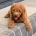 Goldendoodle