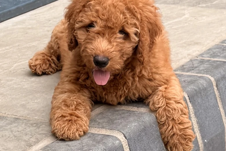 Goldendoodle