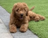 Goldendoodle