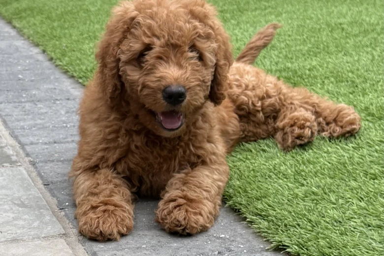 Goldendoodle