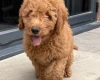 Goldendoodle