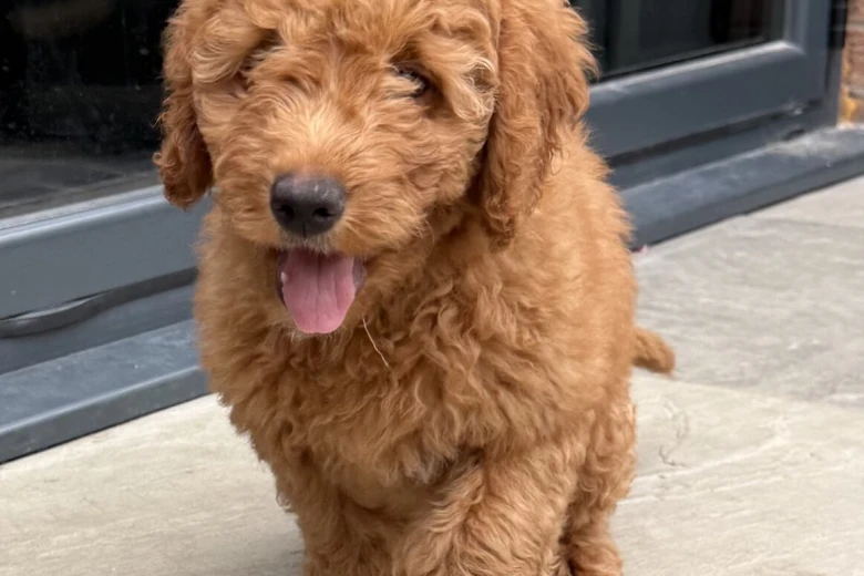 Goldendoodle