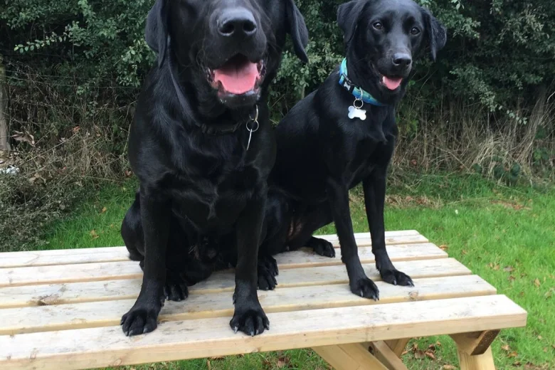 Labrador Retriever
