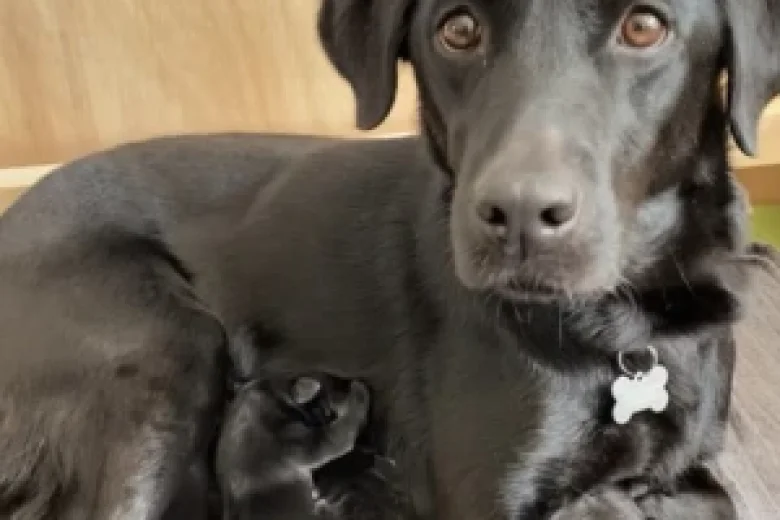 Labrador Retriever