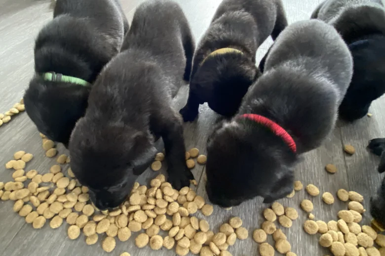 Labrador Retriever
