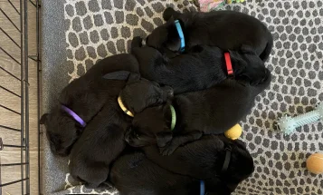 Labrador Retriever