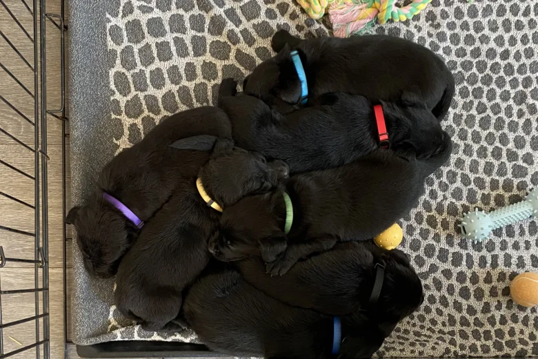 Labrador Retriever