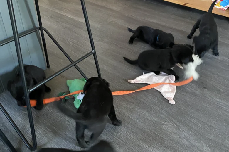 Labrador Retriever