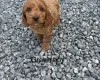 Cockapoo