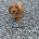 Cockapoo