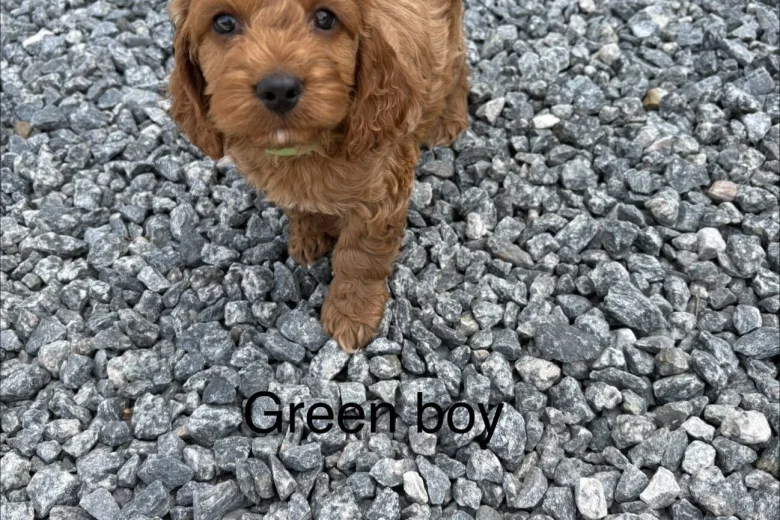 Cockapoo
