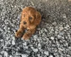Cockapoo
