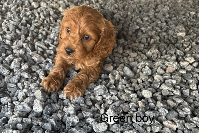 Cockapoo