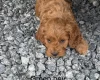 Cockapoo