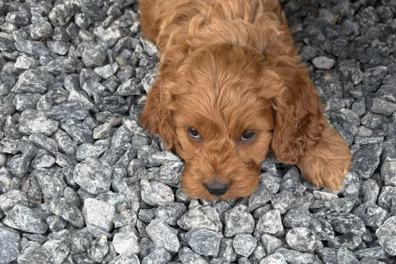 Cockapoo