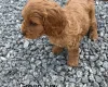 Cockapoo