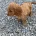 Cockapoo