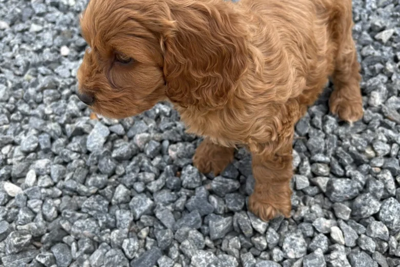 Cockapoo