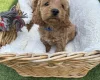 Cockapoo