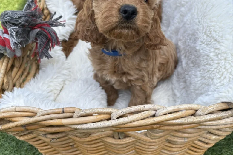 Cockapoo