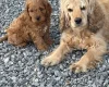 Cockapoo