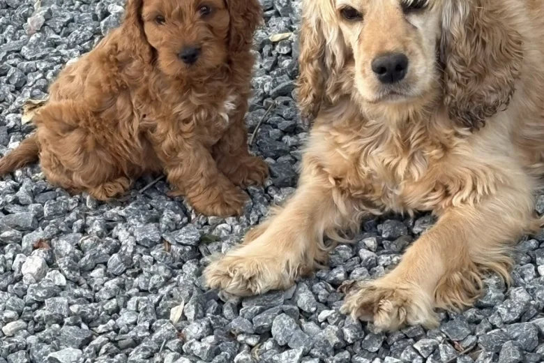 Cockapoo