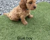 Cockapoo