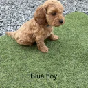 Cockapoo
